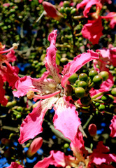 Vertical Photo of Vibrant Pink Gorgeous Ceiba Speciosa Flowers in the Sunlight