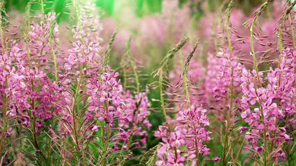 Ivan-tea blooms in the field. a perennial plant is one of willowherb family