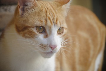 Chat