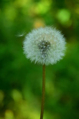 Ripe dandelion and its achene. Dandelion (lat. Taraxacum is a genus of perennial herbaceous plants of the Aster Family, or Asteraceae. Fluffy plant close-up.