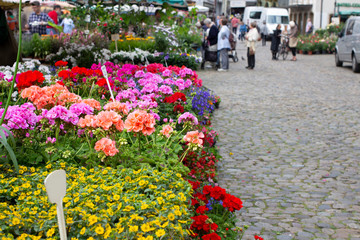 Vases with Flowers hydrangeas. Colofur flowers in the vase - Flower market Bilder