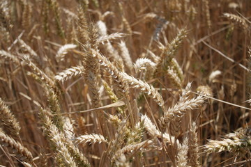 Fototapeta premium Weizenfeld im Sommer
