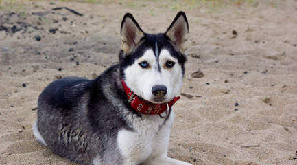 Portrait of an amazed Siberian Husky dog, front view.  Siberian Husky dog looks around. Cute portrait beautiful dog.