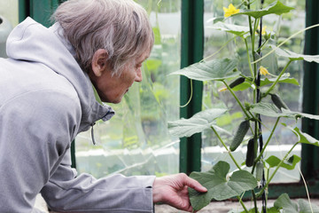 An elderly woman caring for plants in the greenhouse. Senior looks at the cucumber sprout.