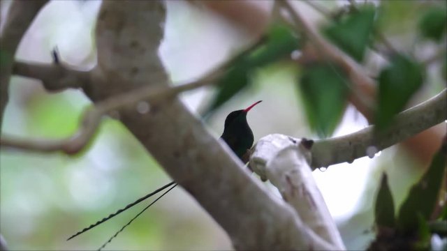 A close up of a red-billed streamertail hummingbird or doctor bird sitting on a branch before flying away in Ocho Rios on the tropical island of Jamaica in the Caribbean.