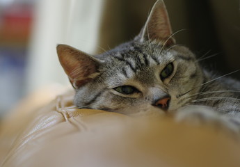 ソファーでくつろぐ猫