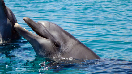 Close up of Bottlenose Dolphin in the red sea of Israel, Eilat.
