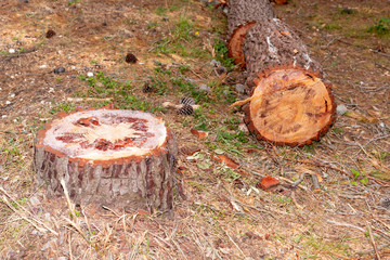 cut tree trunk in pines forest landes in France