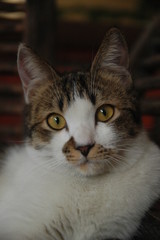 the cute cat close up with yellow eyes blur background