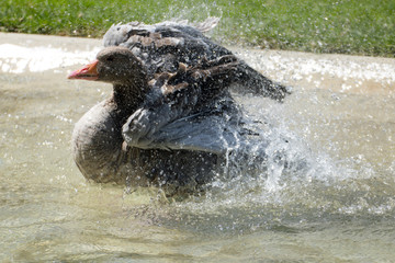 Kanadische Gans planscht im Wasser und erfrischt sich bei der großen Hitze