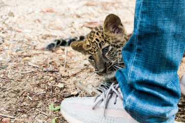 baby leopard in wildlife breeding station.