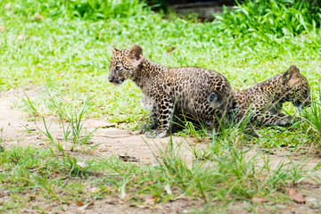 baby leopard in wildlife breeding station.