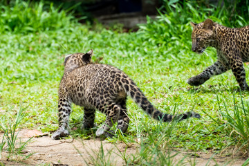 baby leopard in wildlife breeding station.