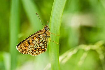 Side view of false heath fritillary, an endangered butterfly sitting on green grass. It has white half moons and bands of creamy-white and orange checkers on his wings. Blurry green background. 