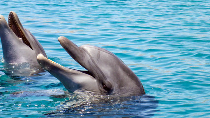 Naklejka premium Close up of Bottlenose Dolphin in the red sea of Israel, Eilat.