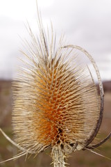cardo de cardadores Dipsacus fullonum  lechago teruel aragon españa