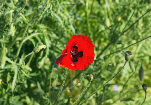 Krasny Bilder Durchsuchen 424 Archivfotos, und Videos