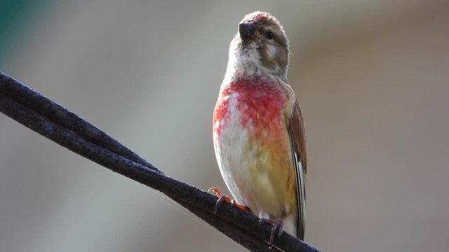 Eurasian Linnet sings in the wild