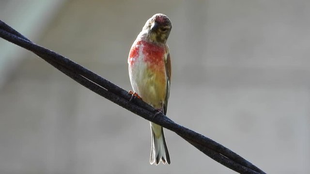 Eurasian Linnet sings in the wild