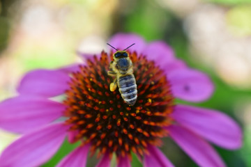 Bee on the flower