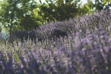 lavender field
