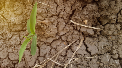 Maize plants are still young, around 10 days old.