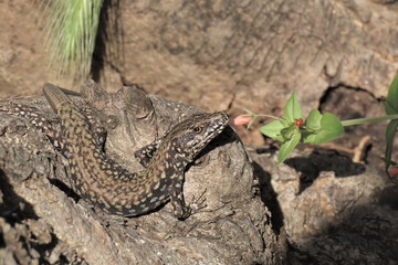 Mauereidechse Podarcis muralis