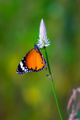  Plain Tiger  butterfly sitting on the flower plant with a nice soft background in its natural habitat