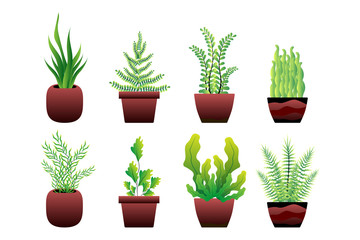 Pack of green plant pots