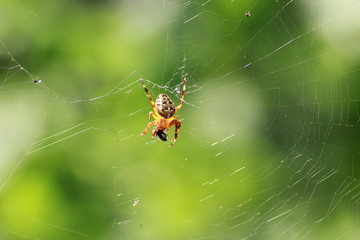 Araignée Epeire diadème