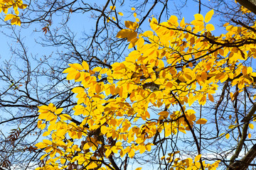 Branchs of with yellow golden leaves hornbeam ( Carpinus betulus ) against sun light in autumn in forest. View from below