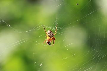 Araignée Epeire diadème