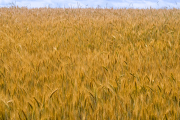 Field of ripening wheat. The expanse of field and sky. Cereal crop