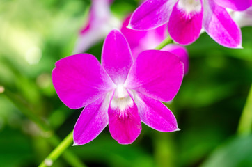 Naklejka na ściany i meble Purple orchid blurred with green background, blurred pattern
