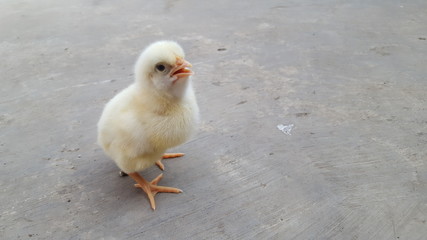 Cute and adorable chicks with soft hairy