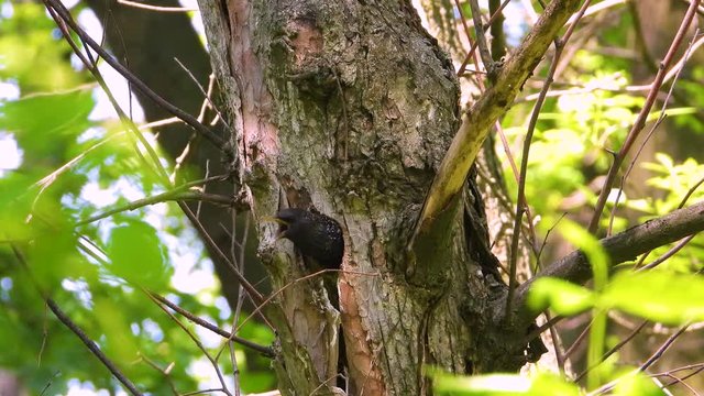starling feeds chicks in a hollow tree