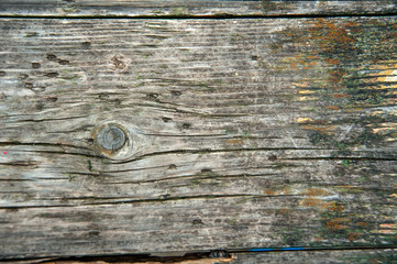 photo background of an old tree with a knot in the foreground