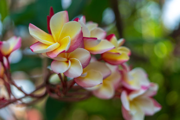 Obraz na płótnie Canvas Plumeria flowers pink and tropical flowers,spa,fragrance.