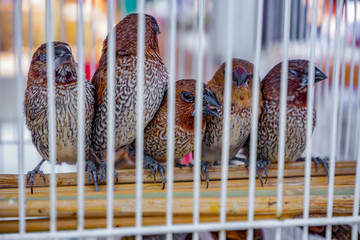 Scaly-breasted munia bird in the cage waiting a trade