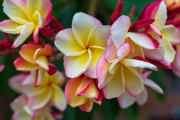 Plumeria flowers pink and tropical flowers,spa,fragrance.