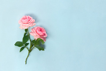Beautiful flowers pink roses on a blue paper background with space for text. Top view, flat lay