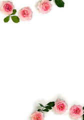 Frame of flowers pink roses with leaves on a white background with space for text. Top view, flat lay