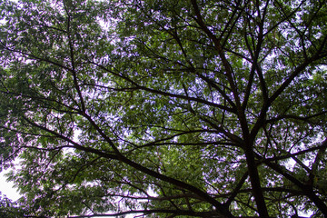 Under the shade of  trees branch in tropical