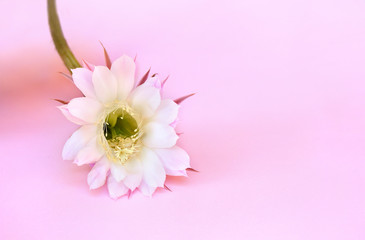 White flower cactus Echinopsis ( hedgehog cactus, sea-urchin cactus or Easter lily cactus) on a...