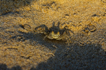 Wind Crab or ghost crab on the tropical country beach