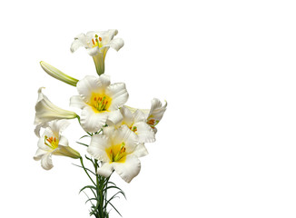 White trumpet lilies on a white background with space for text