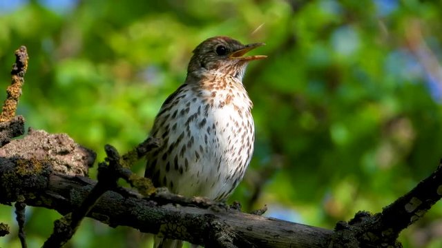 Sings song thrush on the background of the forest. live sound.