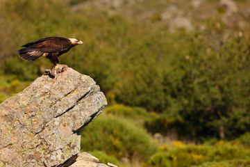 The Spanish imperial eagle (Aquila adalberti), also known as the Iberian imperial eagle, Spanish eagle, or Adalbert's eagle sitting on the rock. Imperial eagle  with mountains in the background.