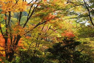 紅葉　岐阜公園の紅葉　岐阜城の紅葉　金華山の紅葉