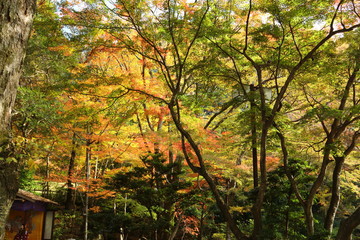 Obraz premium 紅葉 岐阜公園の紅葉 岐阜城の紅葉 金華山の紅葉